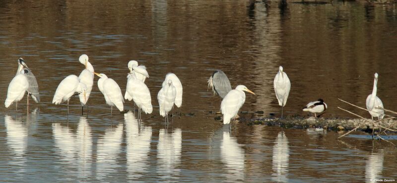 Grande Aigrette