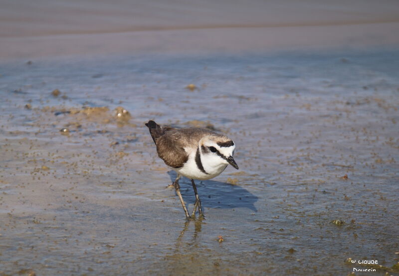 Kentish Plover