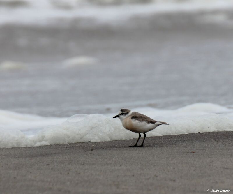 White-fronted Plover