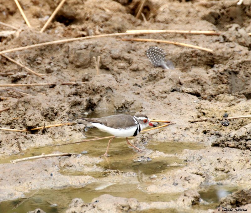 Three-banded Plover