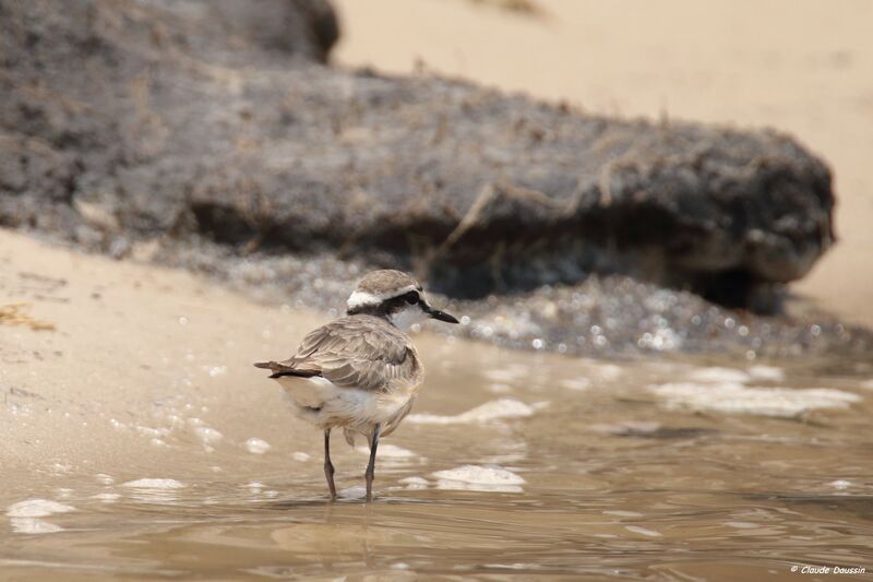 Kittlitz's Plover