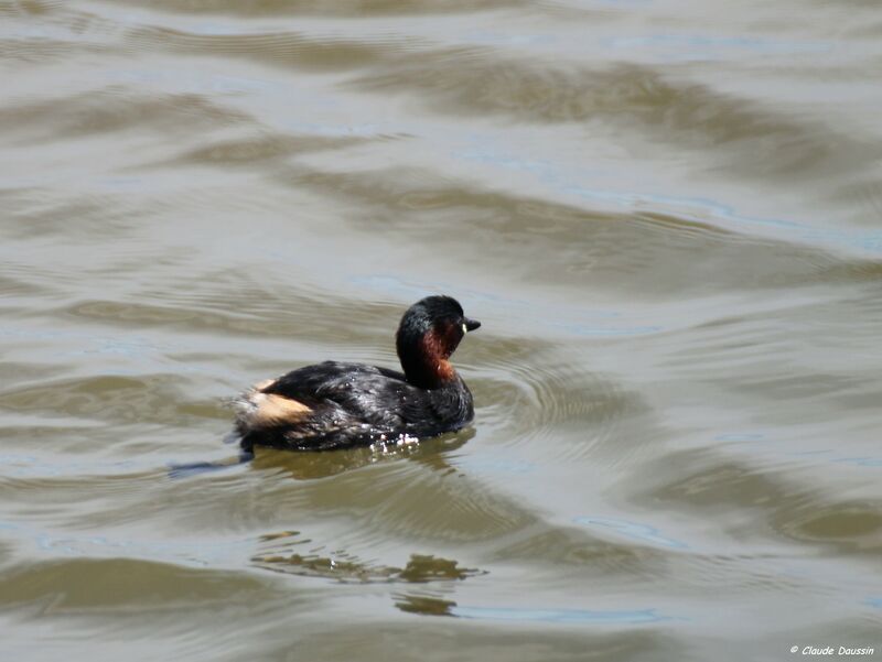 Little Grebe