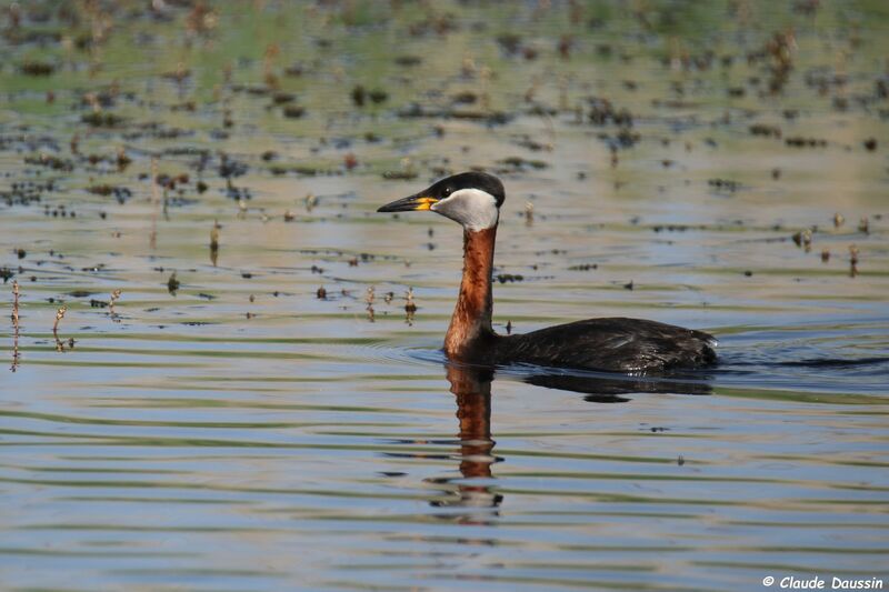 Red-necked Grebe