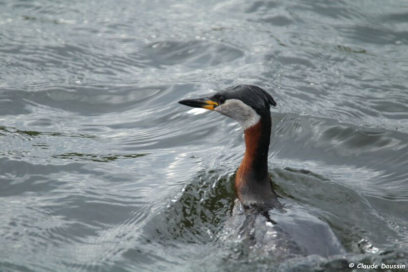 Red-necked Grebe