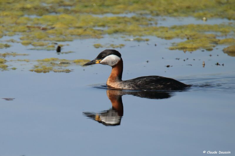 Red-necked Grebe