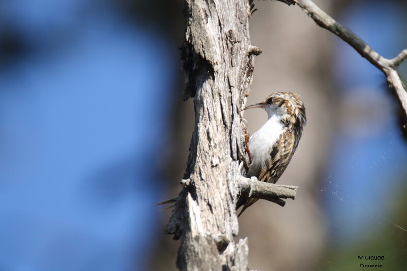 Eurasian Treecreeper