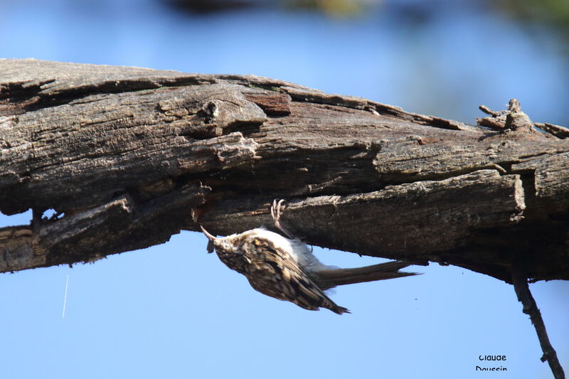 Eurasian Treecreeper