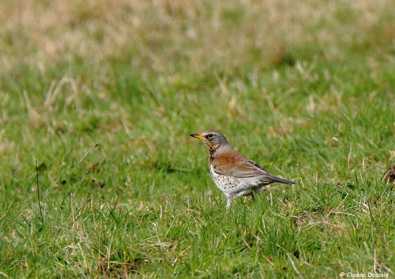 Fieldfare