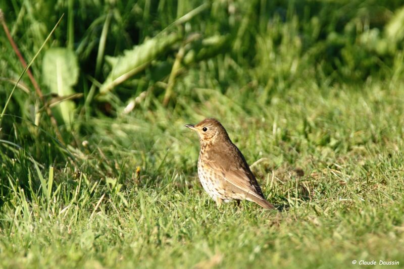 Song Thrush