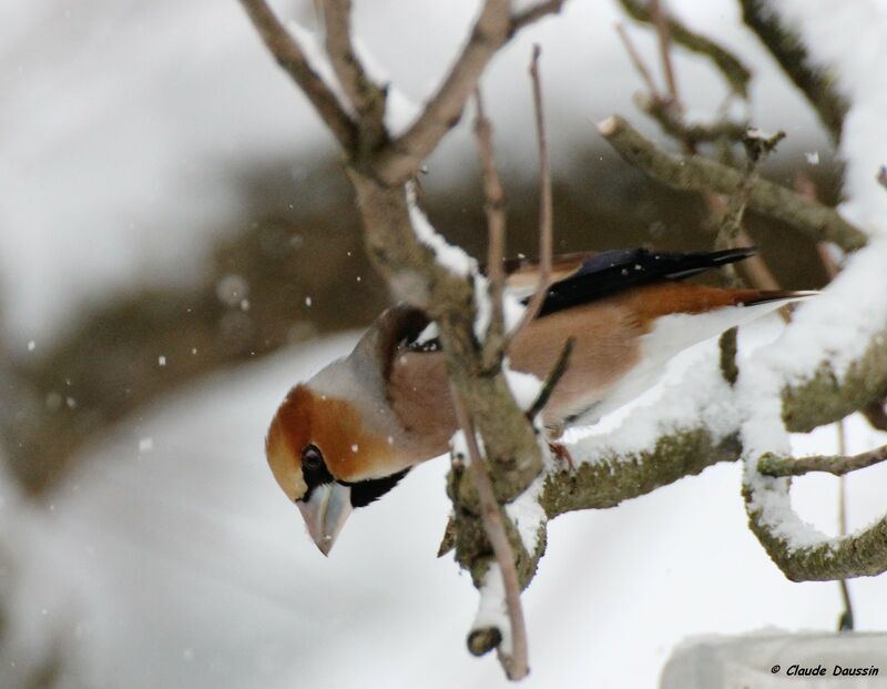 Hawfinch