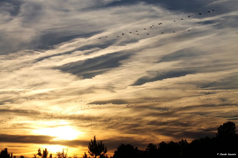 Common Crane, Flight