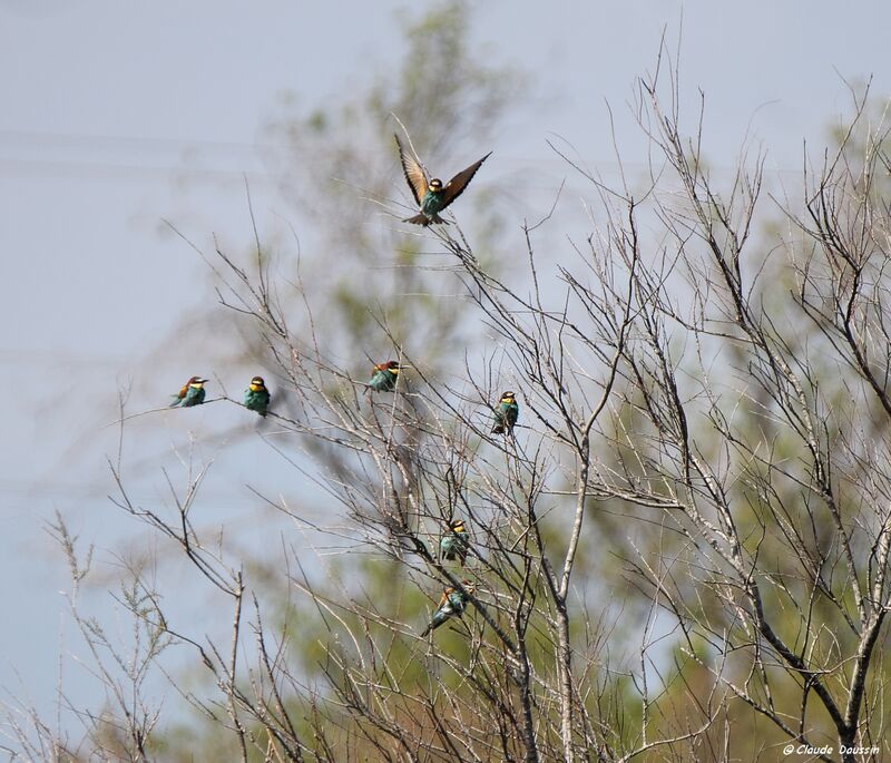 European Bee-eater