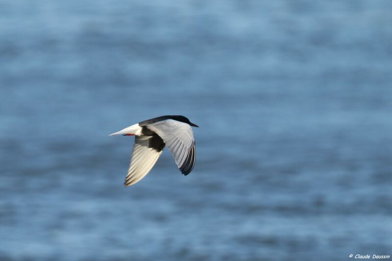 White-winged Tern