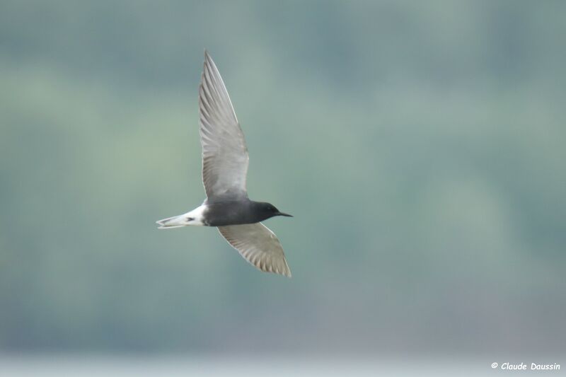 Black Tern