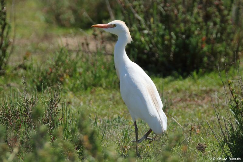 Western Cattle Egret