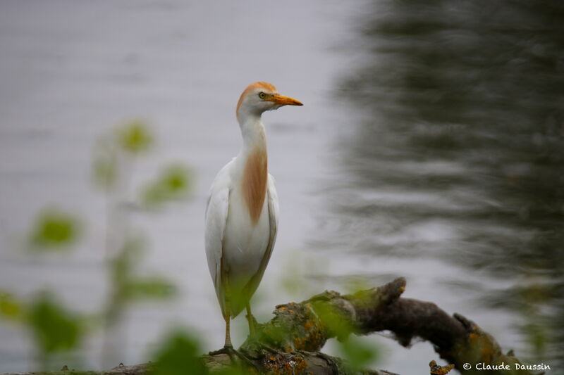 Western Cattle Egret male adult breeding