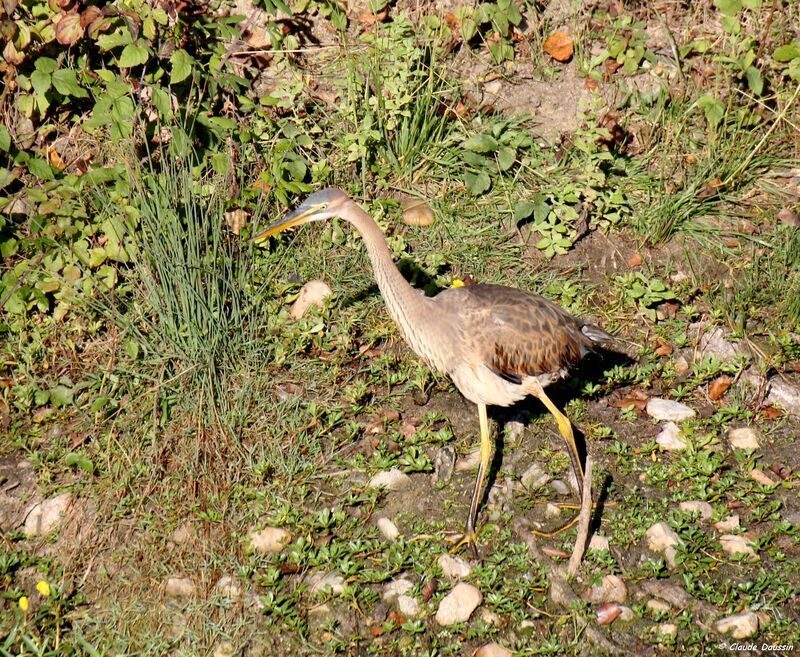 Purple Heronimmature