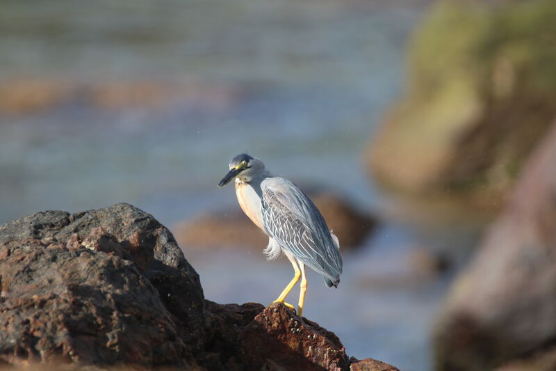 Striated Heron