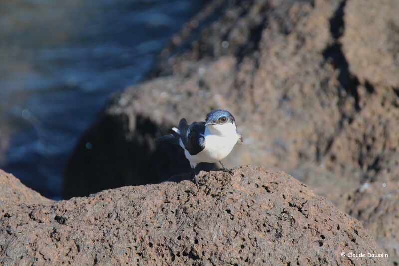 White-winged Swallow