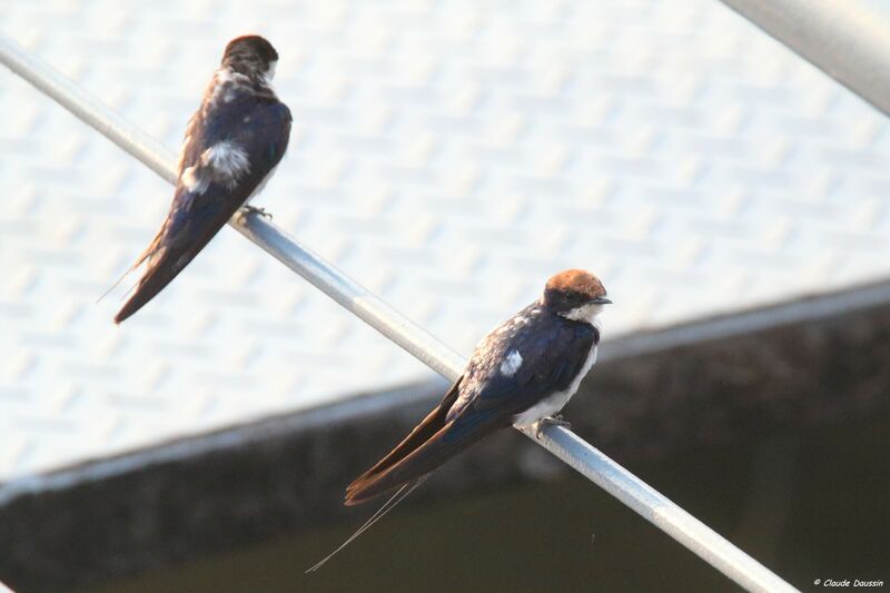 Wire-tailed Swallow