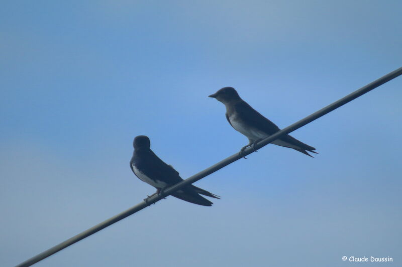 Hirondelle à ventre blanc