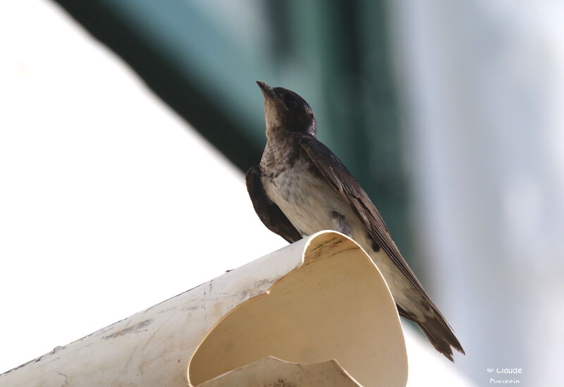 Grey-breasted Martinadult