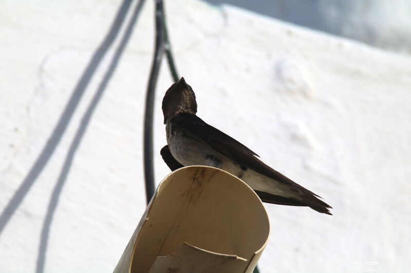 Grey-breasted Martinadult