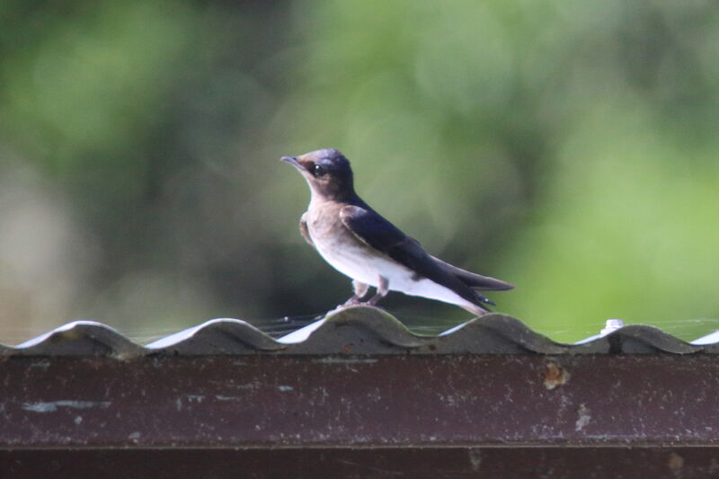 Grey-breasted Martin