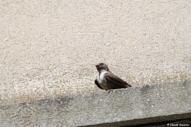 Hirondelle de rochers