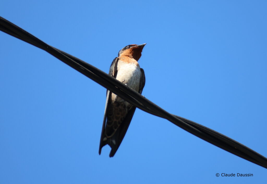 Tahiti Swallowadult