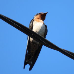 Hirondelle de Tahiti