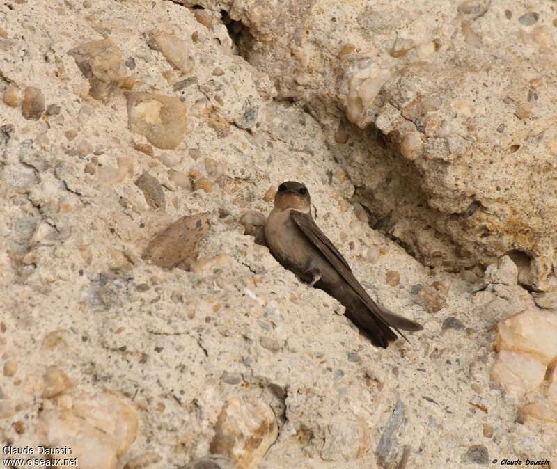 Hirondelle isabellineadulte, habitat