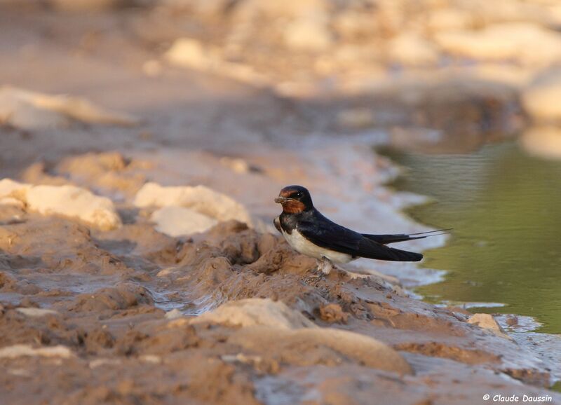 Barn Swallow