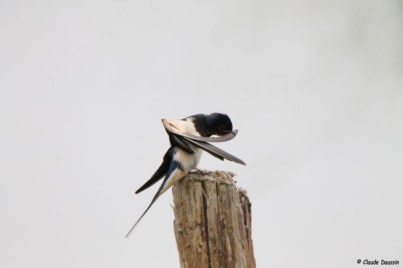 Barn Swallow