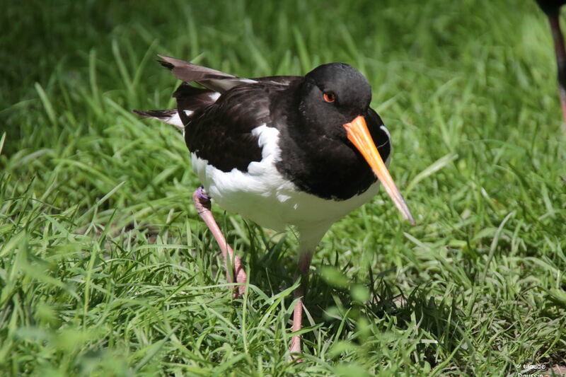 Eurasian Oystercatcher