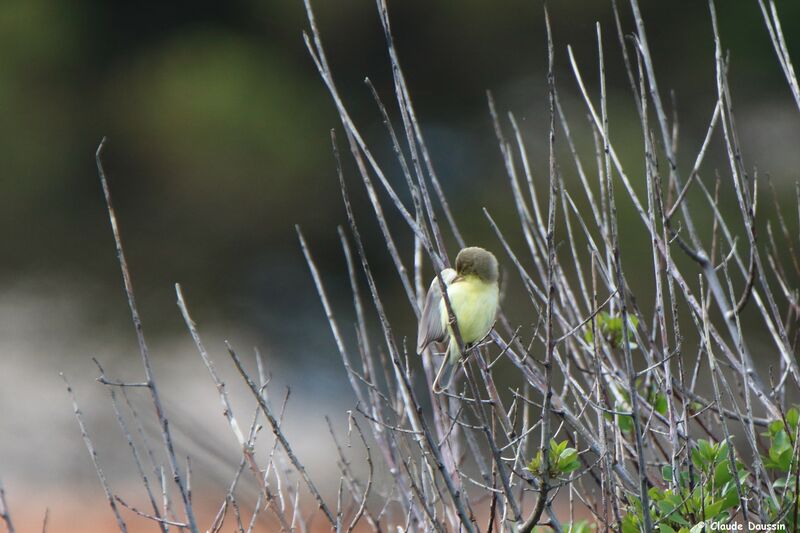 Melodious Warbler