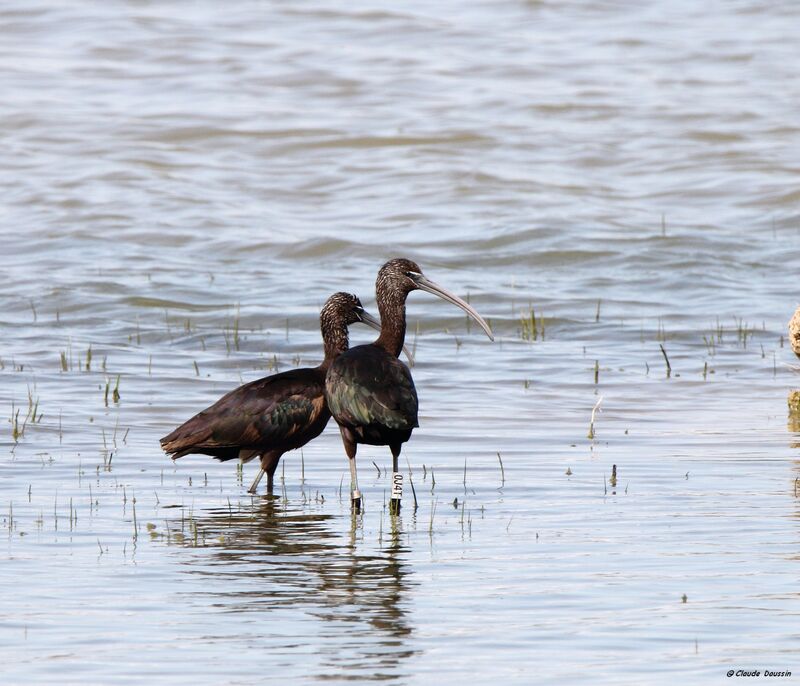 Ibis falcinelleadulte nuptial