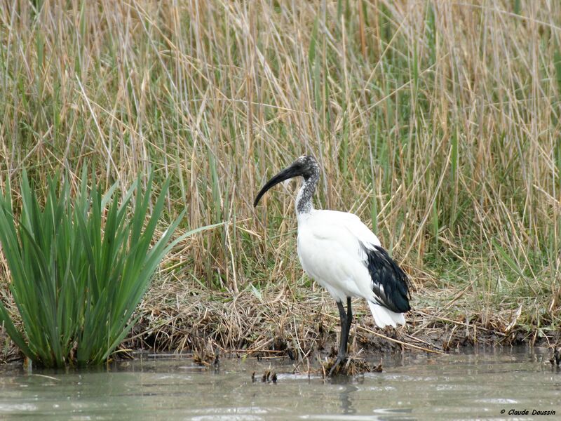 Ibis sacré