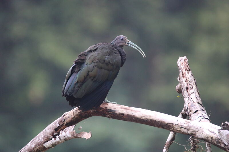 Ibis vertadulte