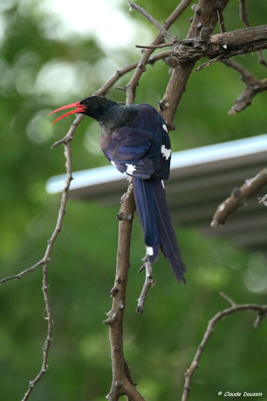 Green Wood Hoopoe