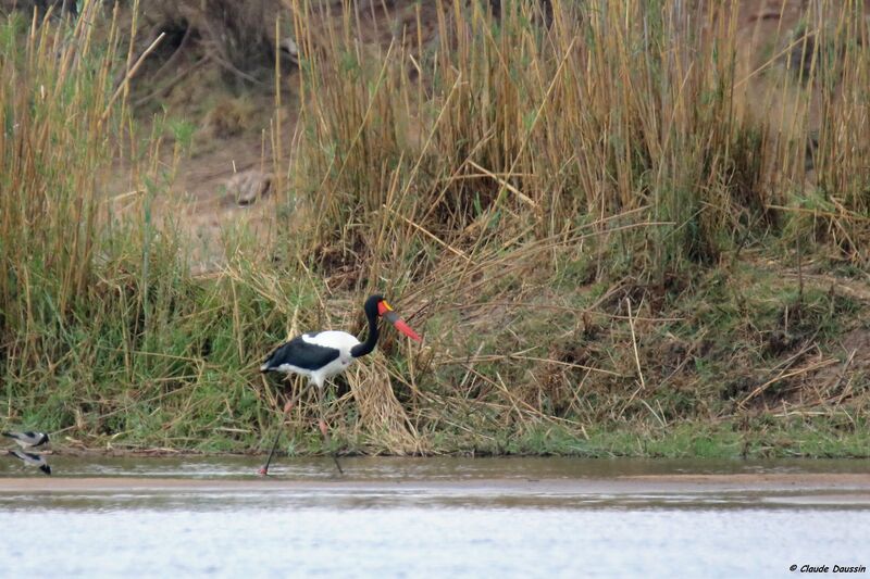 Jabiru d'Afrique