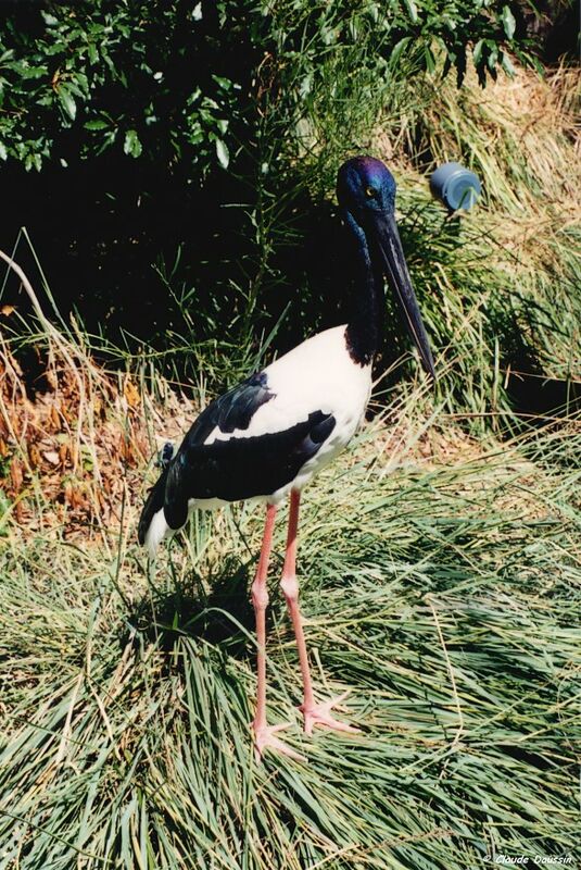 Black-necked Stork