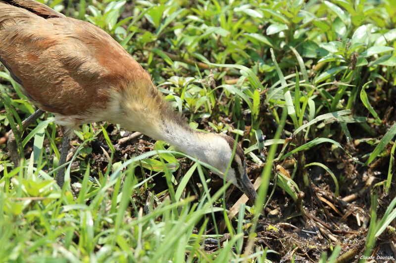 Jacana à poitrine dorée