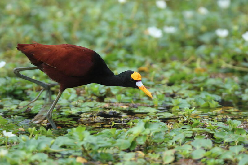 Jacana du Mexique mâle adulte, marche