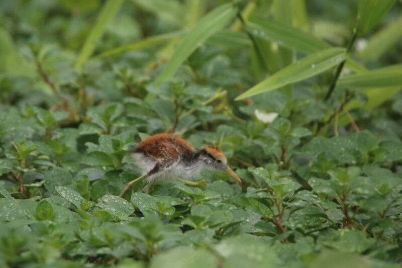 Northern JacanaPoussin, camouflage, walking