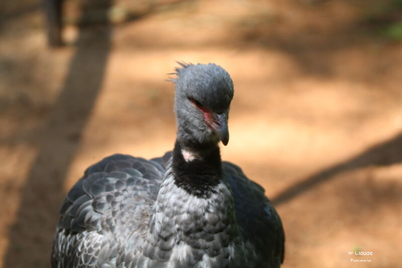 Southern Screamer