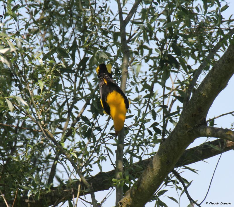 Eurasian Golden Oriole