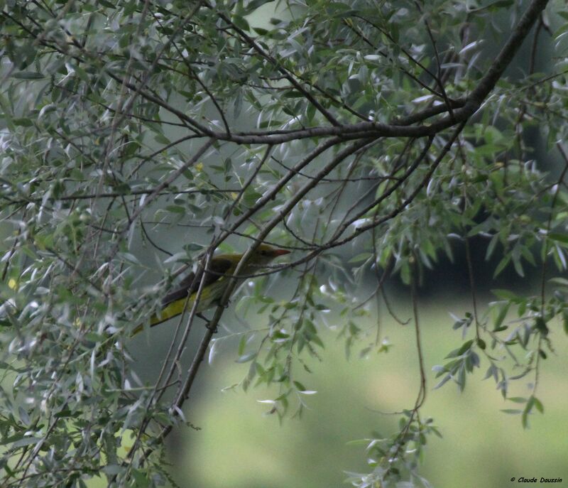 Eurasian Golden Oriole