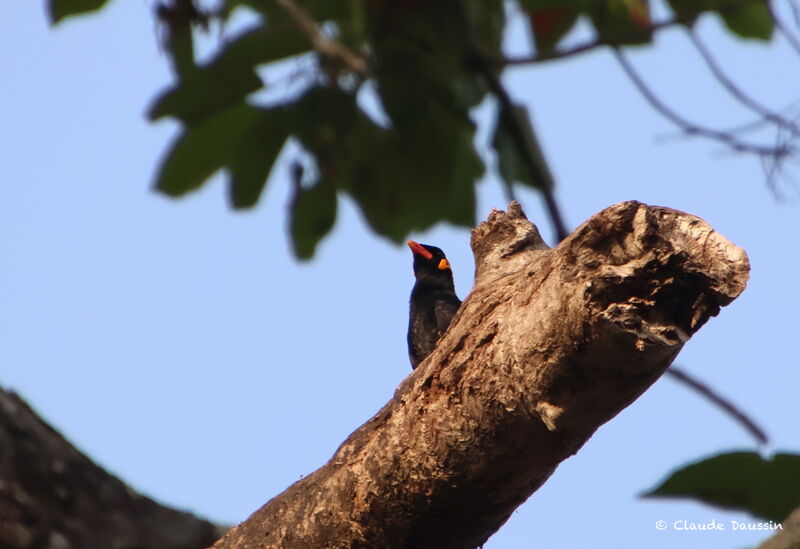 Common Hill Myna