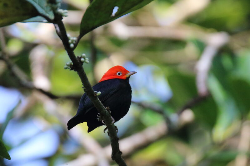 Manakin à cuisses jaunesadulte